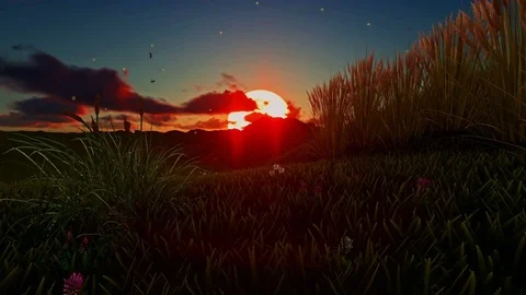 Beautiful Sunset,fireflies on wheat field Video stock 84945775