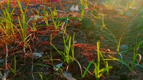 Beautiful sunshine Stock Footage 169258711