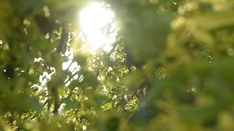 Beautiful sunshine through the blowing on wind tree green leaves. Video stock 91080343