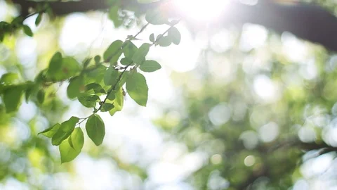 Beautiful sunshine through the blowing on wind tree green leaves foliage forest Stock-Footage 99791192
