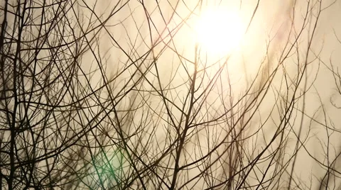 Beautiful sunshine through the tree branch Stock Footage 54939829