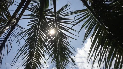Beautiful sunshine from under the coconut tree Stock Footage 205074577