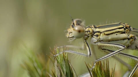 Beautiful super macro video scene of dragonfly 4K Stock Footage 156466588