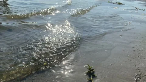 Beautiful surf on the sandy beach   Stock Footage