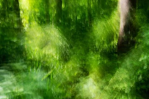 Beautiful surreal abstract path through woods Stock-Fotos