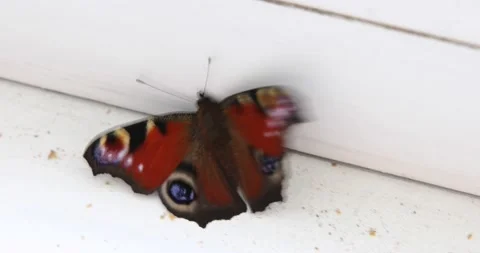 Beautiful swallowtail butterfly on the window inside the house. Stock Footage 162494089