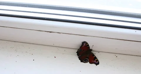 Beautiful swallowtail butterfly on the window inside the house. Stock Footage 162494096