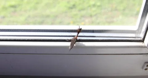 Beautiful swallowtail butterfly on the window inside the house. Stock Footage 162494102