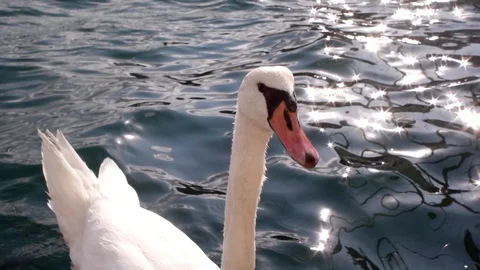 Beautiful swan bird looking at camera Video stock 87768729