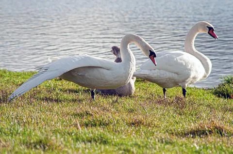 Beautiful swan birds float on the water of the lake. Stock Photos