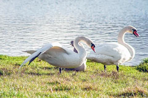 Beautiful swan birds float on the water of the lake. Stock Photos