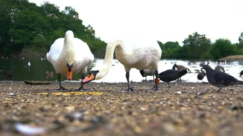 A Beautiful Swan Couple Eats and Various Birds Behind on Lake Stock Footage 170660825
