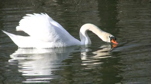 Beautiful Swan Видео 3476739