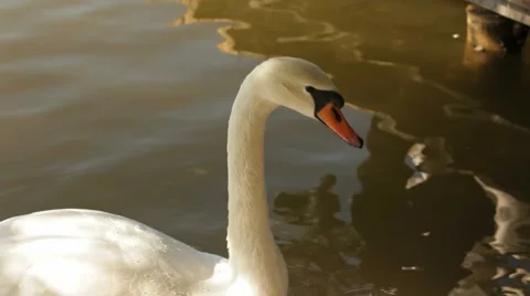 Beautiful Swan Video stock 51488165