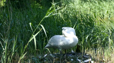 Beautiful Swan on Nesting Grounds Stock Footage 64727204