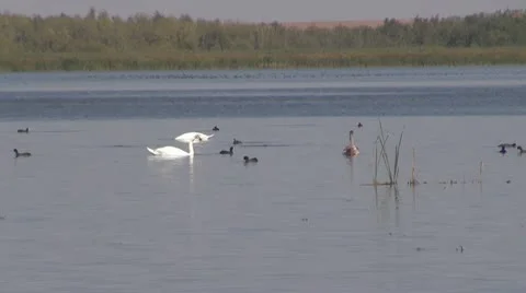 Beautiful swan on the river 库存影片 10562850