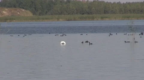 Beautiful swan on the river 库存影片 10562853