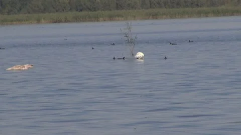 Beautiful swan on the river Stock Footage 10562857