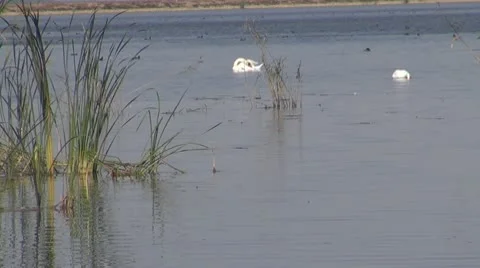 Beautiful swan on the river 库存影片 10562858