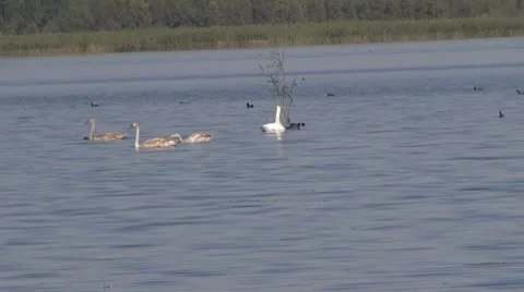 Beautiful swan on the river Stock-Footage 10562867