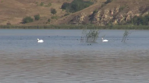 Beautiful swan on the river Vídeos de archivo 10562868