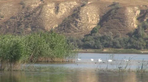 Beautiful swan on the river Vídeos de archivo 10562872