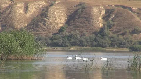 Beautiful swan on the river 動画素材 10562877