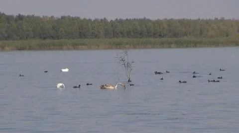 Beautiful swan on the river Vídeos de archivo 10562880