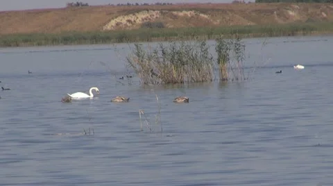 Beautiful swan on the river Video stock 10562888