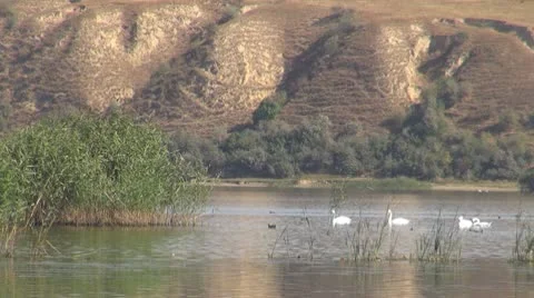 Beautiful swan on the river 動画素材 10562895