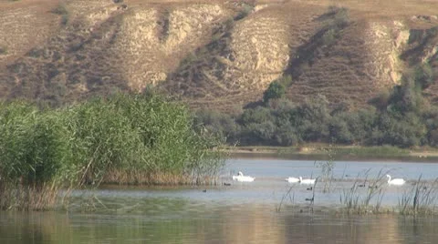 Beautiful swan on the river Stock-Footage 10562898