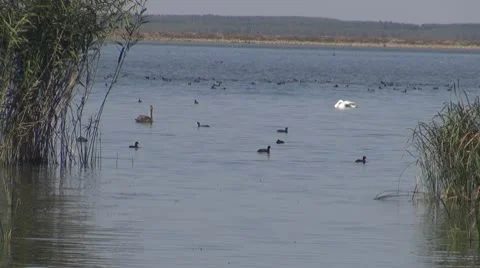 Beautiful swan on the river 動画素材 10576590