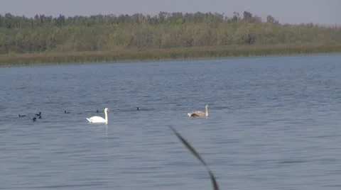 Beautiful swan on the river Vídeos de archivo 10576596