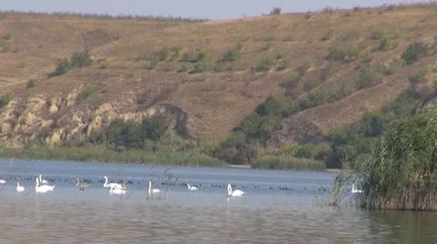 Beautiful swan on the river Stock-Footage 10576600