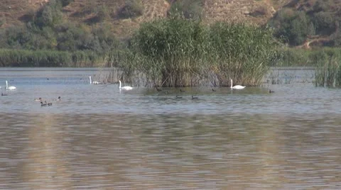 Beautiful swan on the river Stock-Footage 10576621