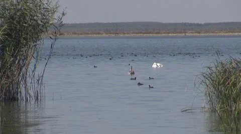 Beautiful swan on the river Vídeo Stock 10576623