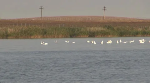 Beautiful swan on the river Vidéo 10576635
