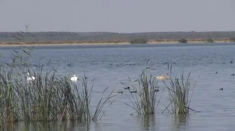 Beautiful swan on the river Stock-Footage 10576642