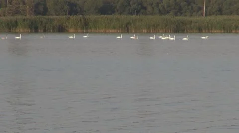 Beautiful swan on the river Stock-Footage 10576651