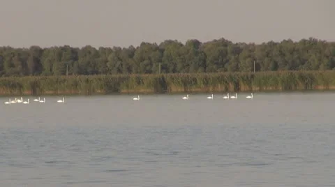 Beautiful swan on the river Stock-Footage 10576654