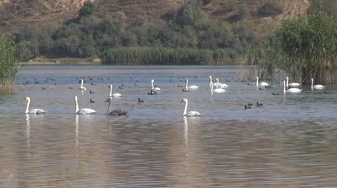 Beautiful swan on the river Vídeos de archivo 10576661