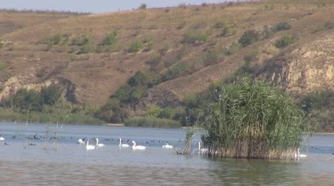 Beautiful swan on the river Vídeos de archivo 10576668