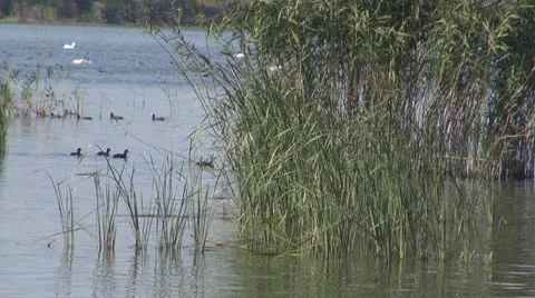 Beautiful swan on the river Stock-Footage 10576675