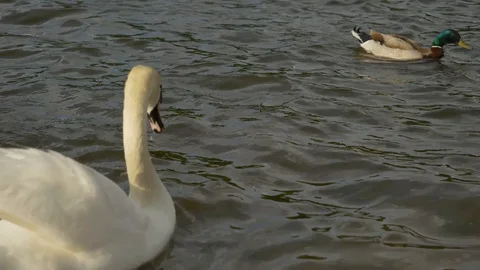 Beautiful swans and ducks is looking for prey in the water Stock Footage 129653497