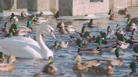 Beautiful swans with ducks floating on the water. Wintering of city birds. Stock Footage 171085372