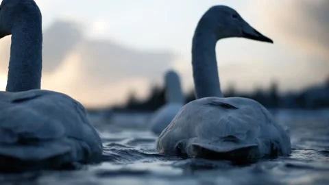 Beautiful Swans Hanging Out In a City Lake During Sunset - Close Up Stock Footage