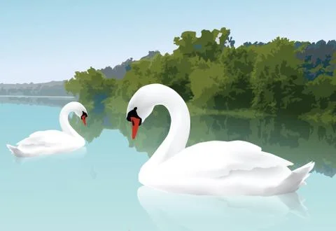 Beautiful swans Stock Illustration