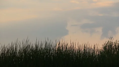 Beautiful swaying grass on a background cloudy sky Stock Footage 107398174