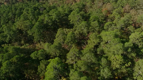 Beautiful Sweeping Drone Shot Over a Dense Forest Stock Footage
