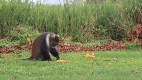 BEAUTIFUL SYKES MONKEY FEEDING ON THE SOFT GRASS IN THE FOREST. Stock Footage 313751948
